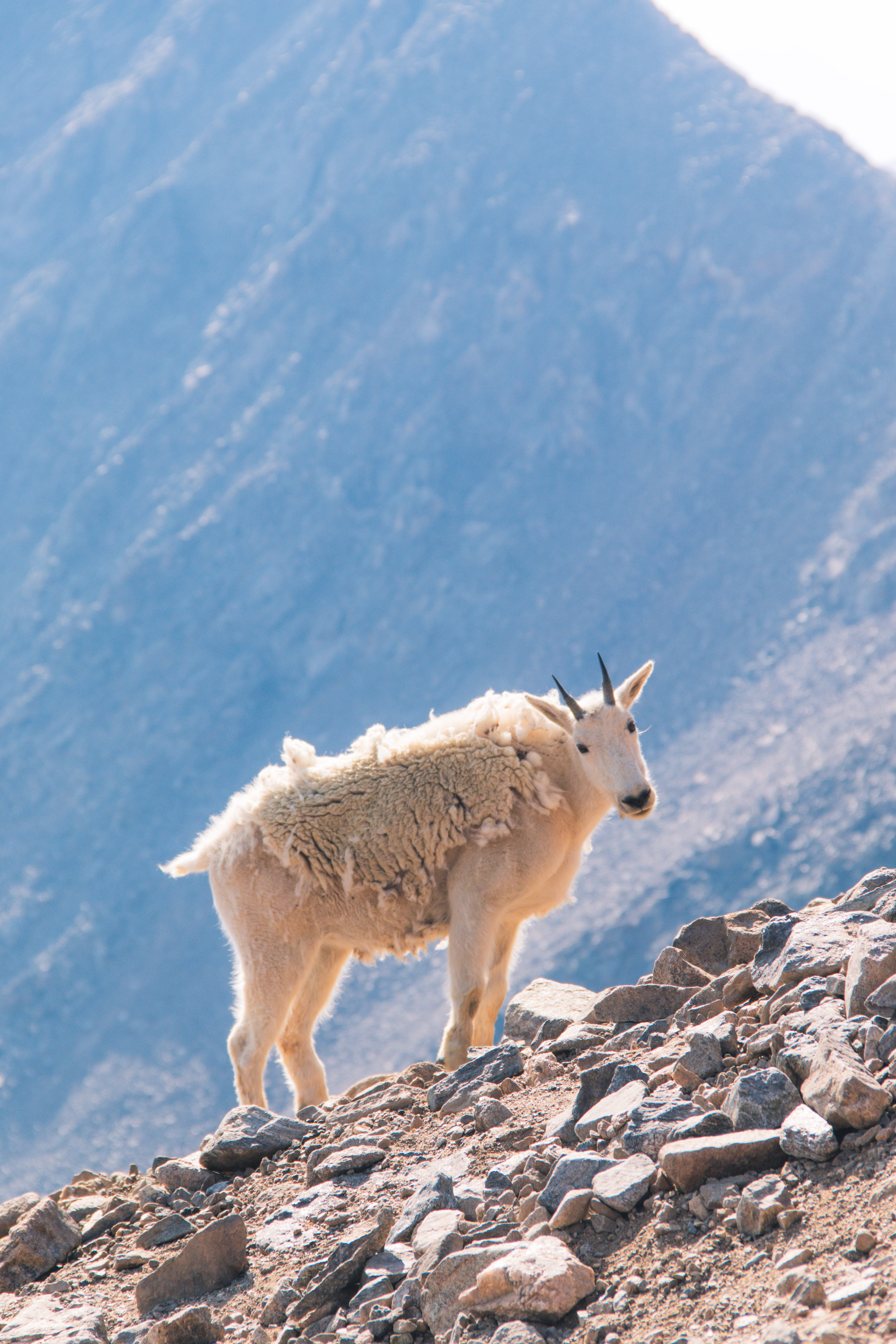 A mountain goat in an alpine landscape
