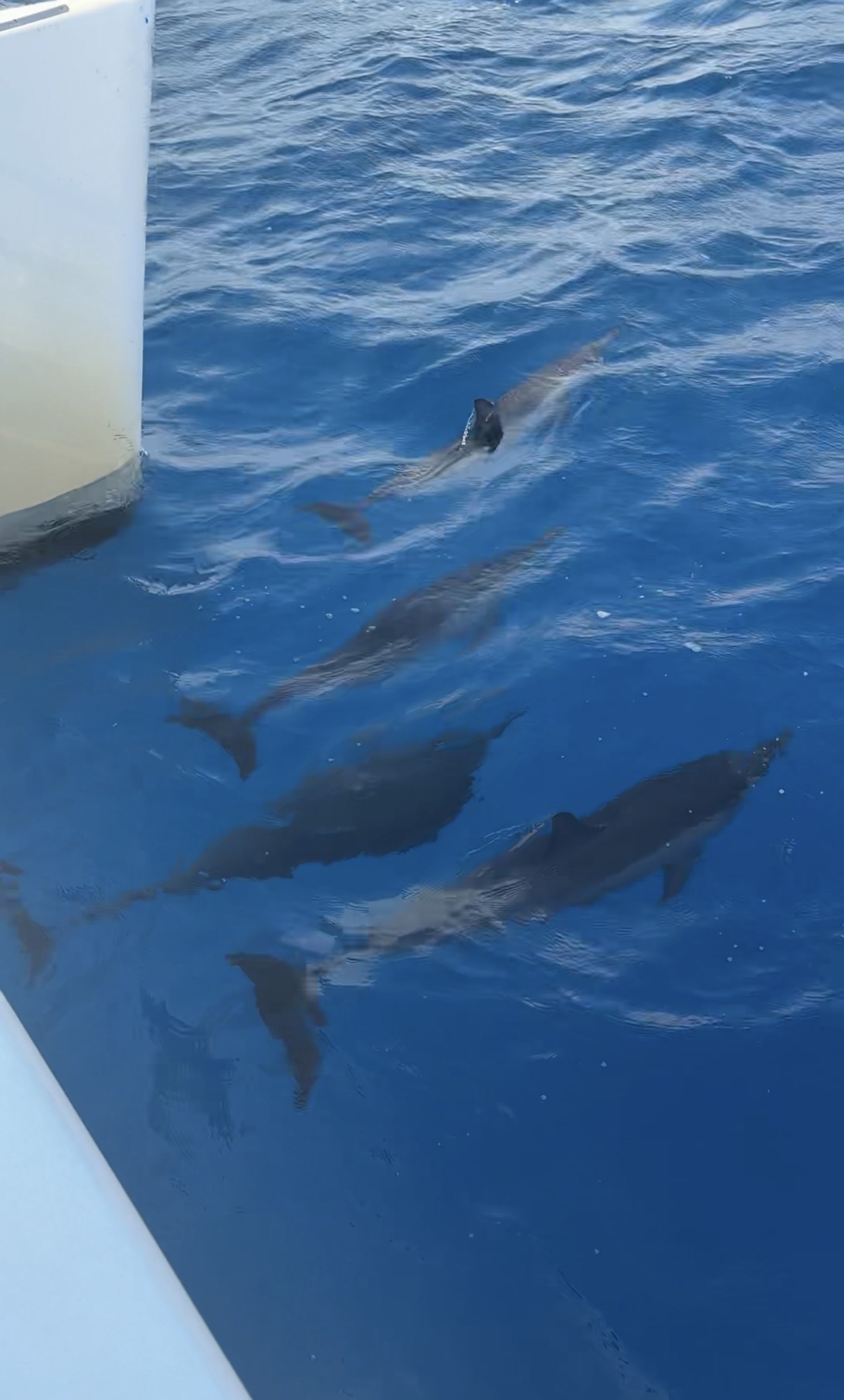 Dolphins swimming in clear blue water