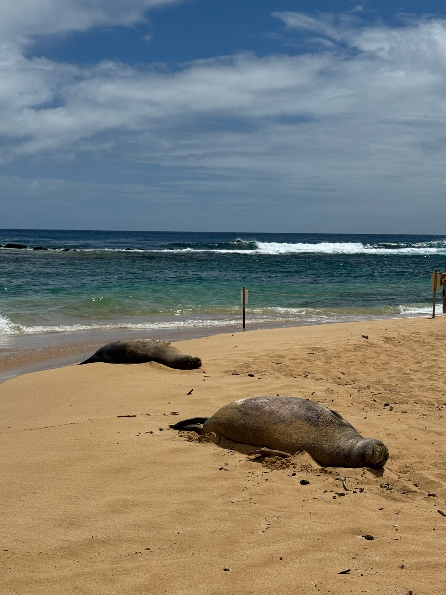 Sea turtles resting along the shoreline